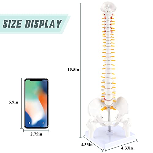 דגם Ronten Mini Spine, 15.5 דגם עמודת עמודת מיני -חוליות פרטי חוליות, עצבי עמוד השדרה, המותני ואגן עם מעמד