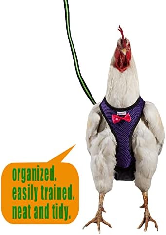 רתמת עוף של יסטו גודל תרנגולת עם רצועה תואמת 6ft נוחה, נושמת ונשימה כביסה - לאפרוחים, אווזים, ברווזים ועוד - להקל על אימוני עוף והליכה בגודל קטן סגול