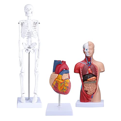 2 מוגדל אדם לב דגם-לב האנטומיה דגם לסטודנטים לרפואה אנטומי לב עם מדויק ממוספר ובסיס