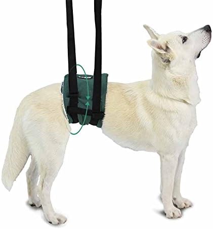 Ortocanis - סיוע בהליכה, רתמת תמיכה לכלבים עם בעיות ניידות, תמיכה ברגל אחורית, גודל L