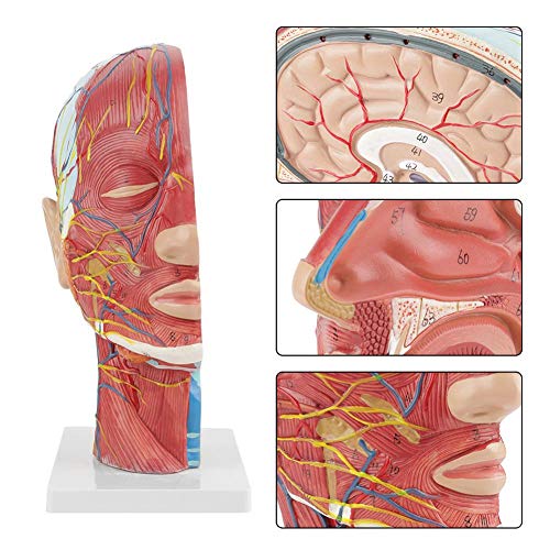 מודל מוחי חינוך מדעי אנטומי חינוך מדעי אנושי צוואר המוח חציון חציון חציון מודל עם מבנה פנימי של כלי הדם השרירי