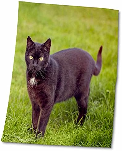 3drose Andrea Haase Shaps Photography - חתול שחור די על דשא ירוק - מגבות