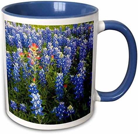 3 רוז טקסס בלו-בונט פרחים בפריחה, מרכז טקסס, ארצות הברית-ארצות הברית 44 לדי 0789 -... - ספלים
